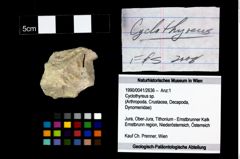 Foto (Objekt + Etikett) von Cyclothyreus sp.  (NHMW-GEO-1990-0041-2636)